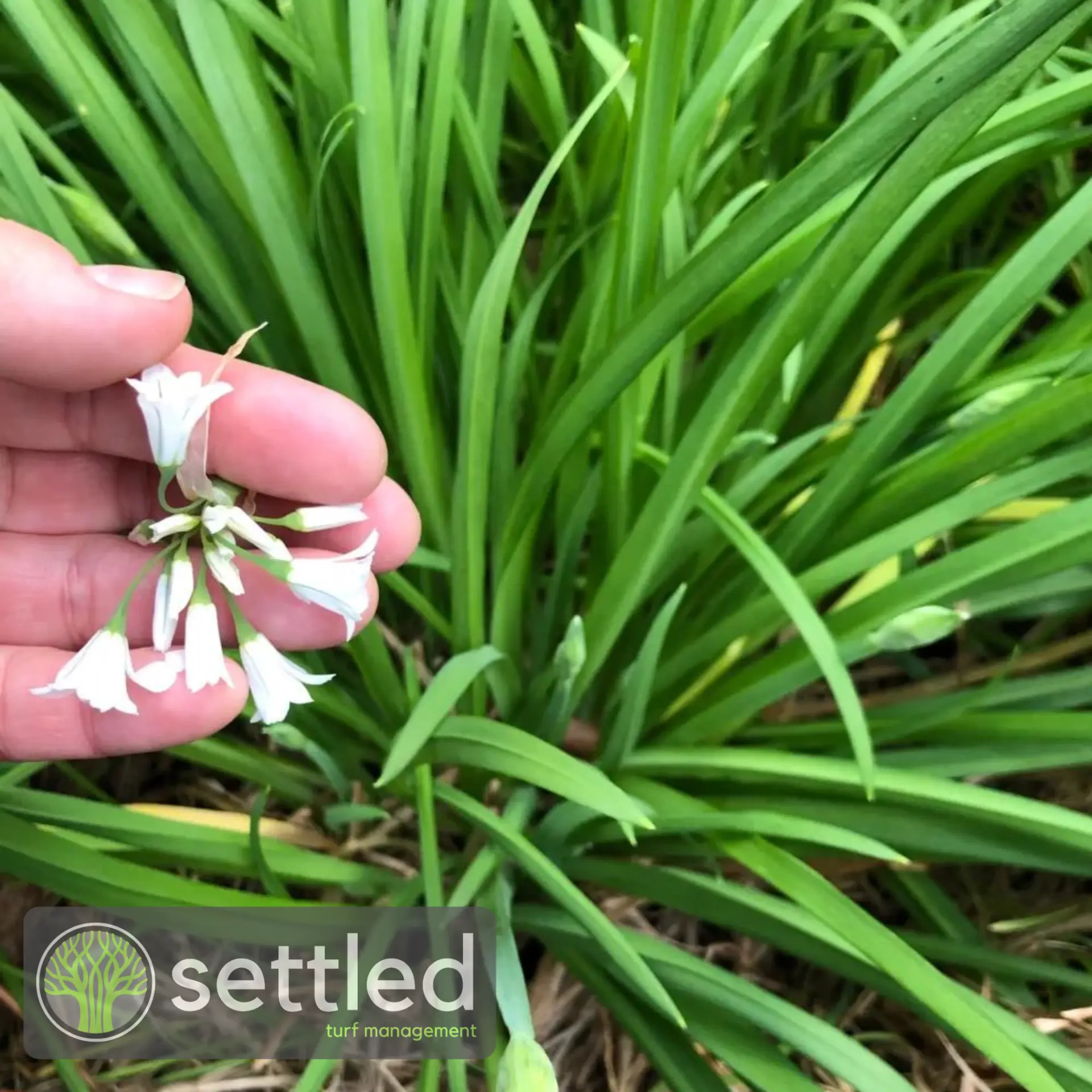 Onion grass